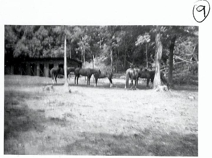 9.jpg - Corral